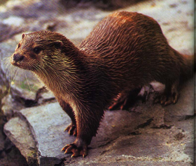 River Otter In The Wild: The Weasel Tribe