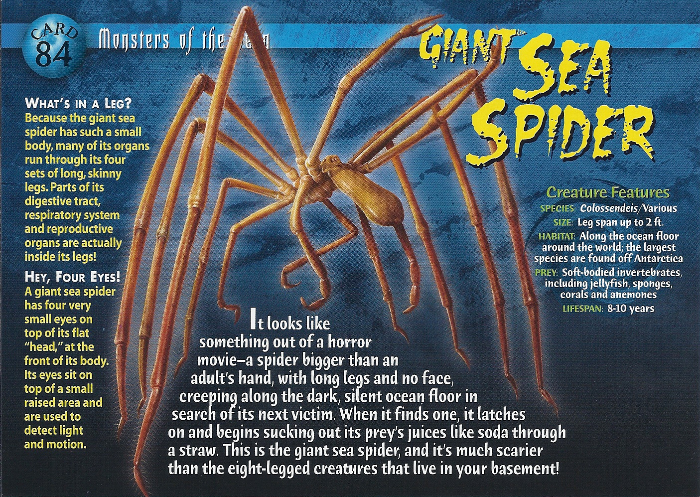 giant-sea-spider-wierd-n-wild-creatures-wiki-fandom-powered-by-wikia