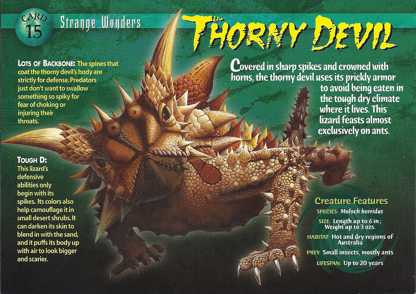 Image - Thorny Devil front.jpg | Wierd N'wild Creatures Wiki | Fandom