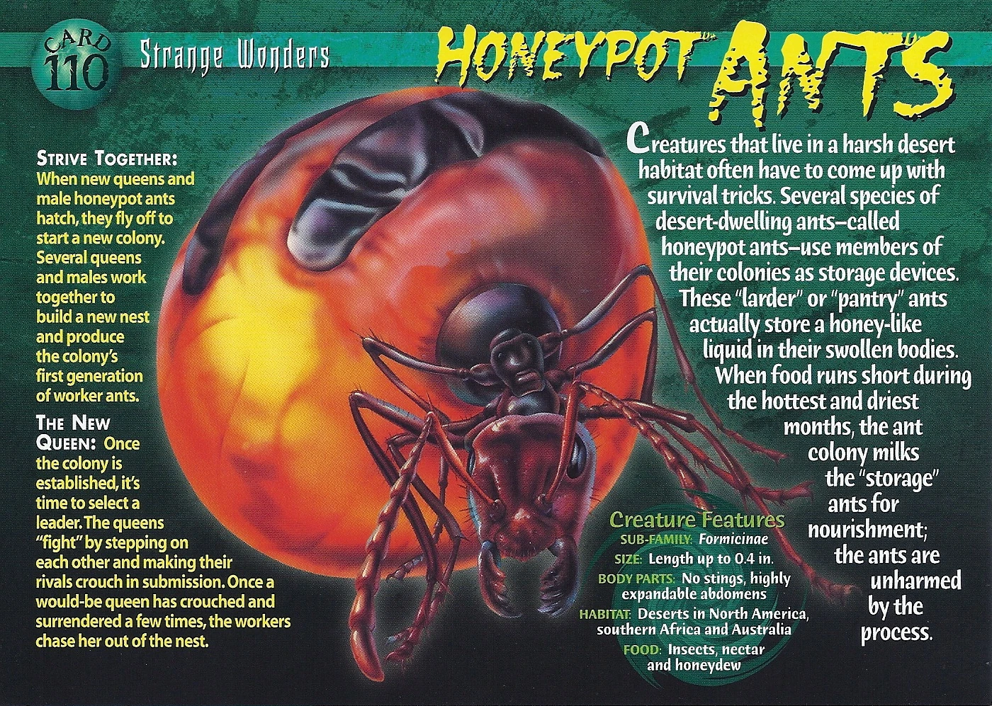 Honeypot Ants Wierd N'wild Creatures Wiki FANDOM powered by Wikia