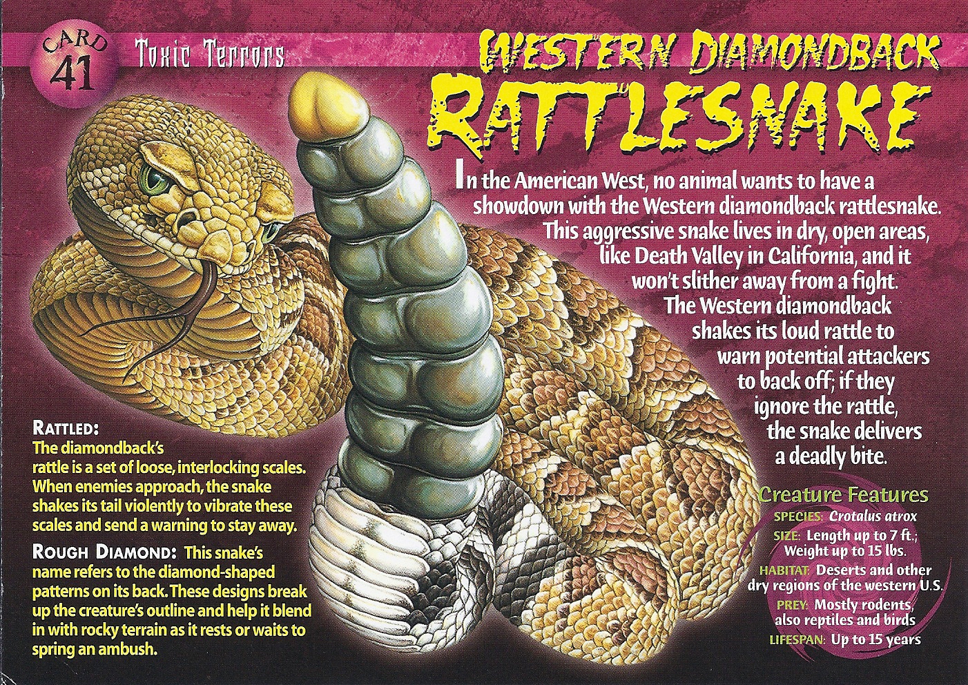 Diamondback Rattlesnake Vs King Cobra Diamondback Rattlesnake Vs King Cobra