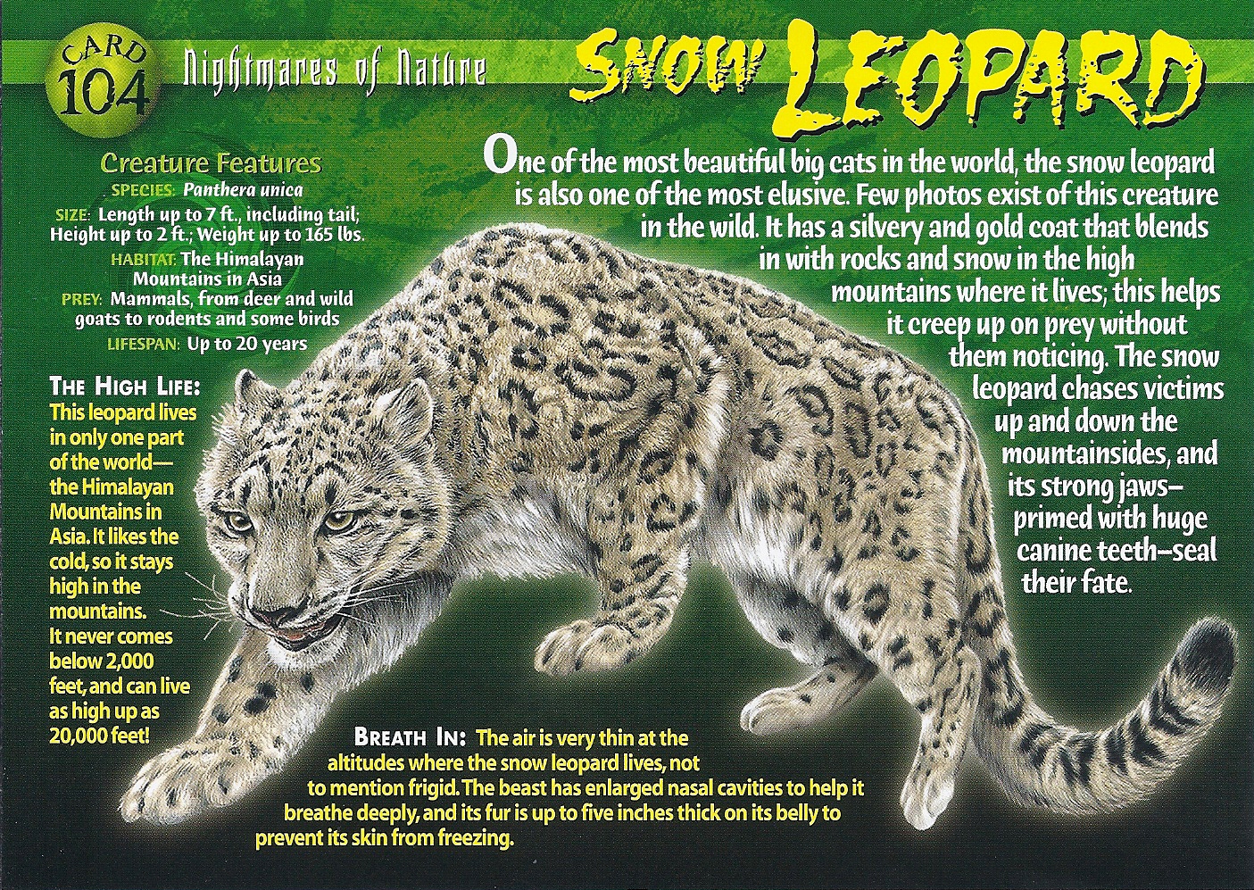 Snow Leopard | Wierd N'wild Creatures Wiki | Fandom powered by Wikia
