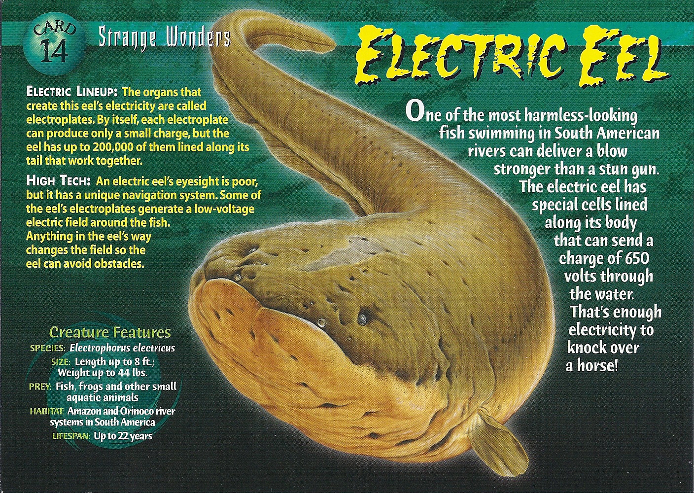 Electric Eel – NewSky24