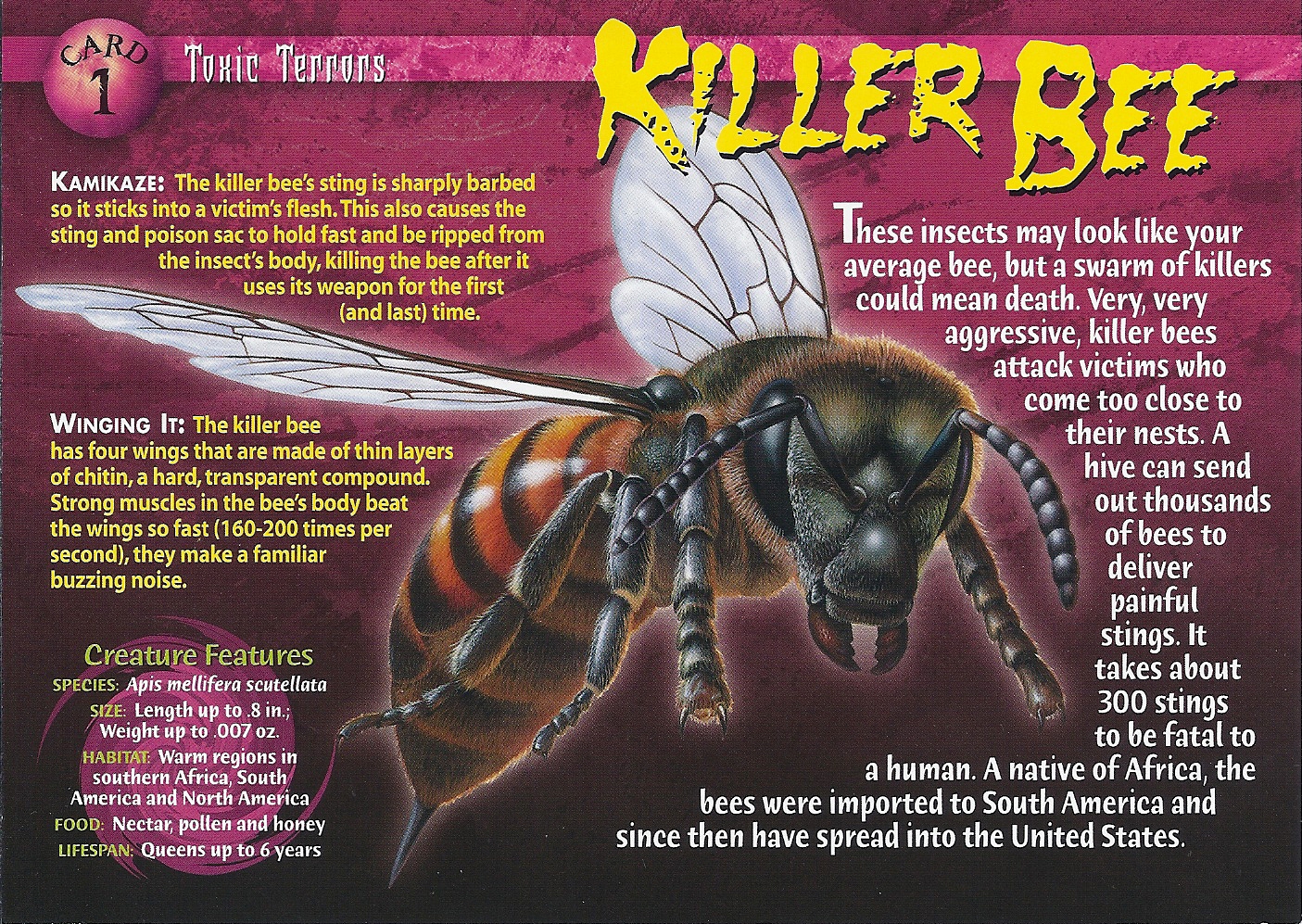 Killer Bee | Wierd N'wild Creatures Wiki | FANDOM Powered By Wikia