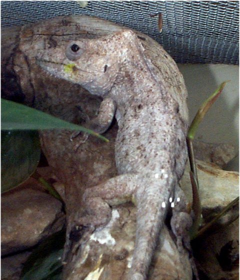 Cuban False Chameleon | Animal Wiki | Fandom powered by Wikia