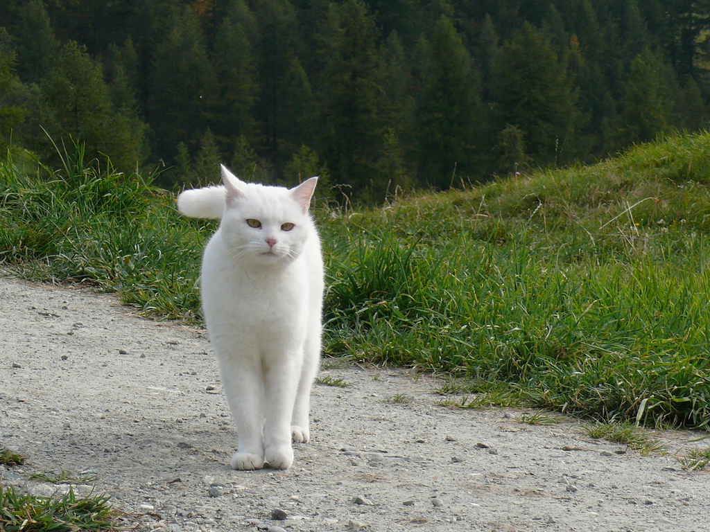 Image result for white cat
