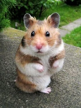 latest?cb=20130224114025&path-prefix=ru