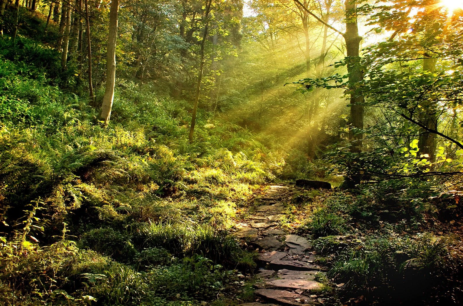 Image - Great-forest-wallpapers-hd.jpg | YoungOnesPack Wiki | Fandom