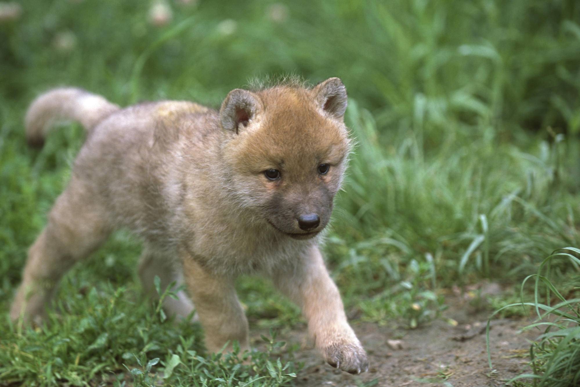 Image - 3730-wolves3-little-wolf.jpg | YoungOnesPack Wiki | Fandom