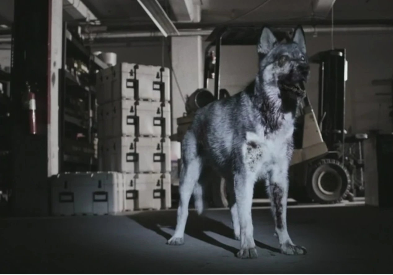 Zombie Animals Z Nation Wiki Fandom powered by Wikia