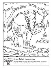 ZT2CB AfricanElephant