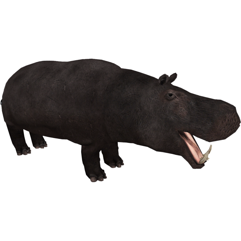 Cyprus Dwarf Hippopotamus (Bunyupy & Maximilian) | ZT2 Download Library ...