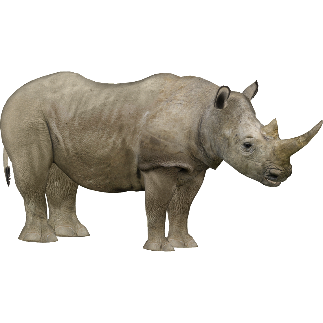 animal statue zt2 animal statue zt2