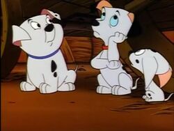 Lucky Cadpig Rolly LTOACSDL