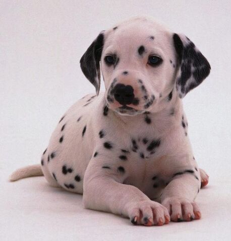 File:Dalmatian puppies.jpg