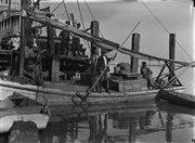Oyster fisher, young boy