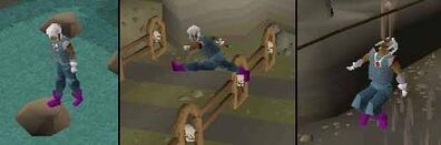 Agility wolf pics