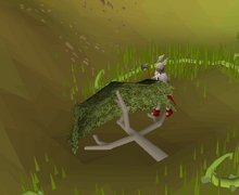 Chopping yommi tree