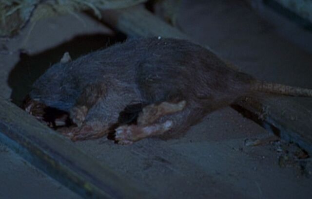 File:Rat.jpg