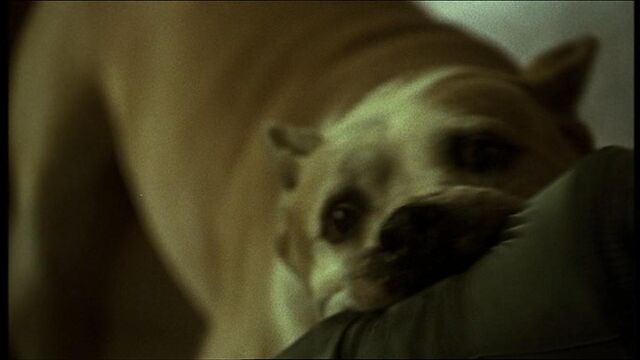 File:Dog.jpg
