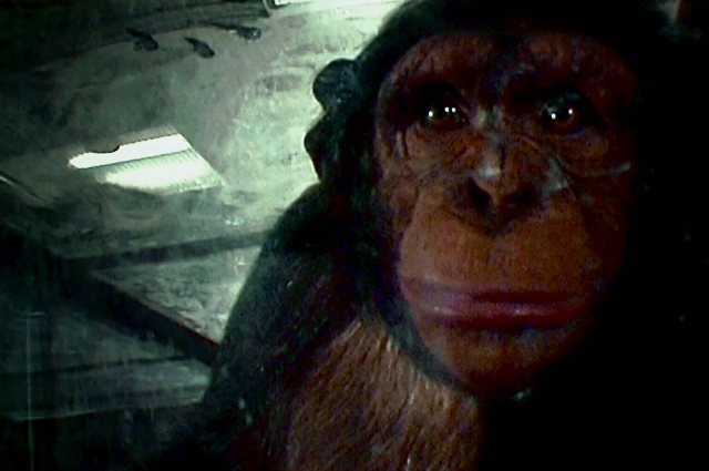File:Infechimp.png