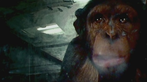 File:Infechimp.jpg