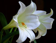 2 White Lilies