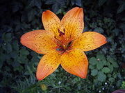 Lily Flower (orange)