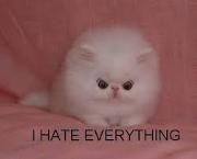 File:180px-Cat.jpg
