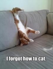 File:180px-Cat4.jpg