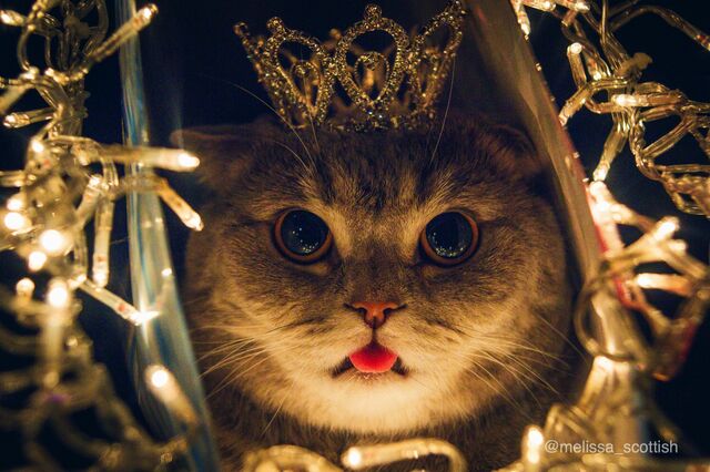 File:Blep.jpg