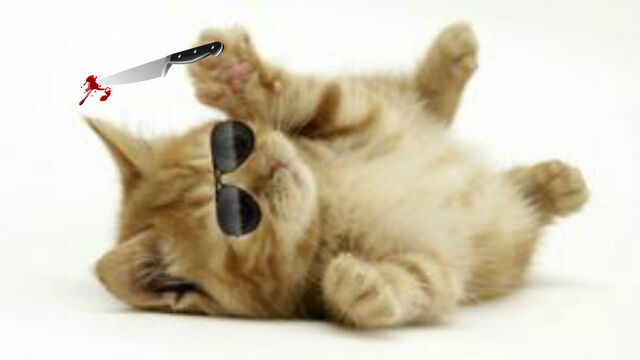 File:CatThree.jpg