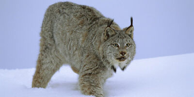 Linces-2