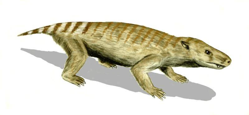 thrinaxodon-wiki-acam-fandom-powered-by-wikia