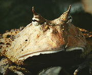 250px-Ceratophrys cornuta - 2.jpg