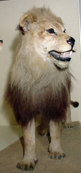 0203090456 leon cabo 3.jpg