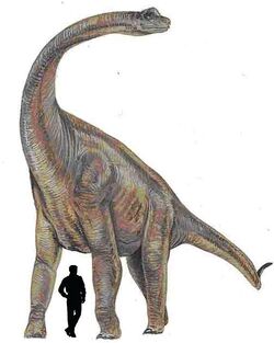 Paluxysaurus