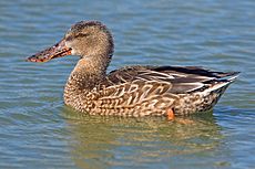 230px-Northern Shoveler (Female)