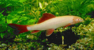 Labeo-erythrurus.jpg