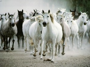 Tropilla-de-caballos-300x225.jpg