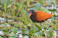Jacana 2.jpg