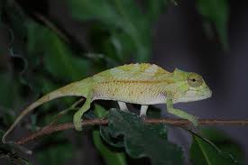 Chamaeleo cristatus.jpg