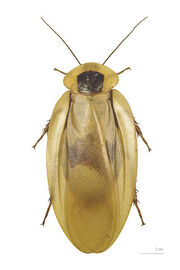 400px-Blaberus giganteus MHNT dos.jpg