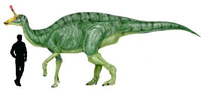 Tsintaosaurus2.jpg