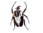 Escarabajo.jpg
