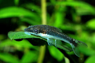 Otocinclus-affinis.jpg