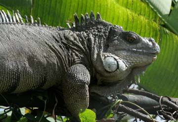 Iguana facts