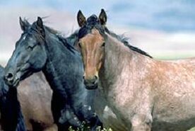 Caballos-foto.jpg