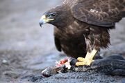 2601090458 gavilan galapagos 100.jpg
