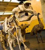 20080608 diprotodon